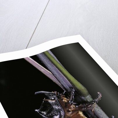 Oryctes nasicornis (rhinoceros beetle) - male by Anonymous