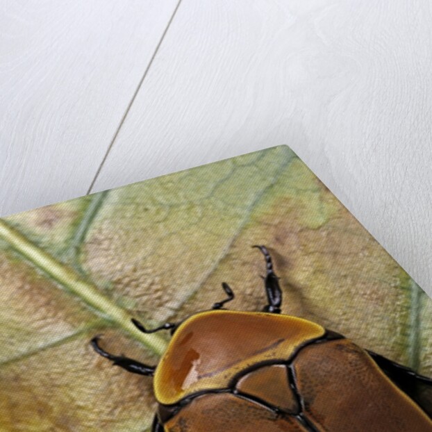 Pachnoda sinuata (garden fruit chafer) by Anonymous