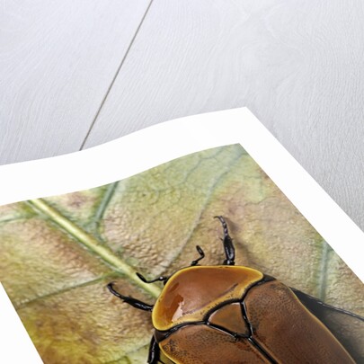 Pachnoda sinuata (garden fruit chafer) by Anonymous