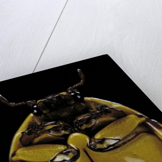 Pachnoda sinuata (garden fruit chafer) by Anonymous