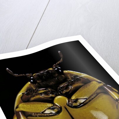 Pachnoda sinuata (garden fruit chafer) by Anonymous