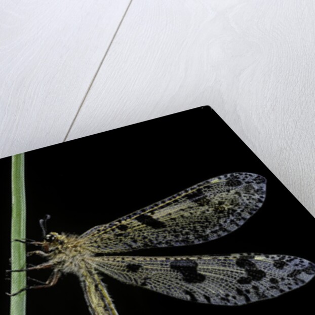 Palpares libelluloides (antlion) by Anonymous
