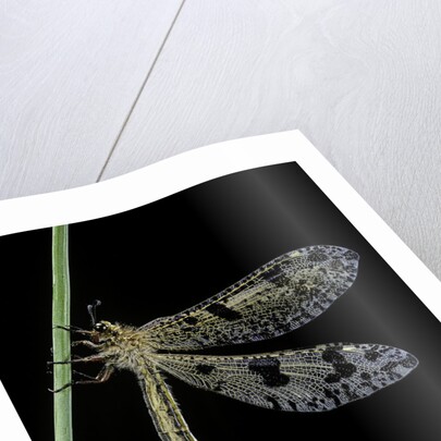 Palpares libelluloides (antlion) by Anonymous