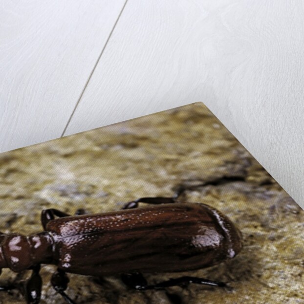 Paussus sp. (myrmecophilous beetle, ground beetle) by Anonymous