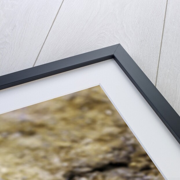 Paussus sp. (myrmecophilous beetle, ground beetle) by Anonymous