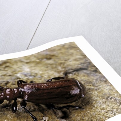 Paussus sp. (myrmecophilous beetle, ground beetle) by Anonymous