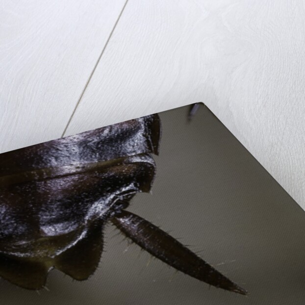 Periplaneta americana (american cockroach, waterbug, palmetto bug) - cerci by Anonymous