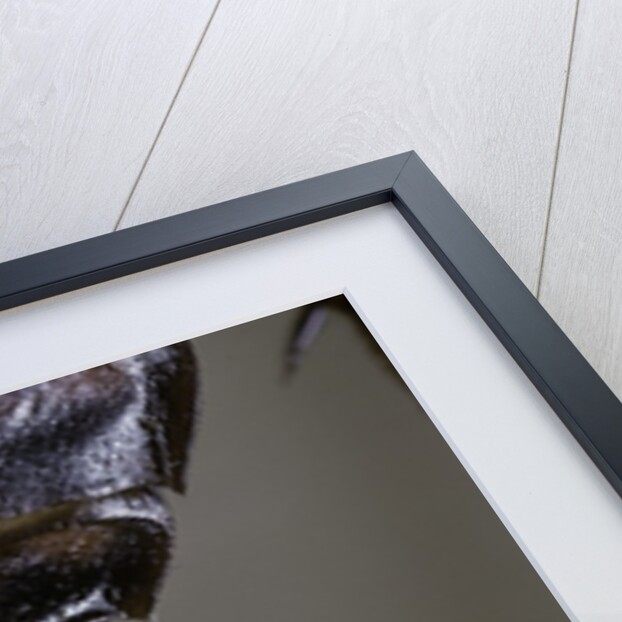 Periplaneta americana (american cockroach, waterbug, palmetto bug) - cerci by Anonymous