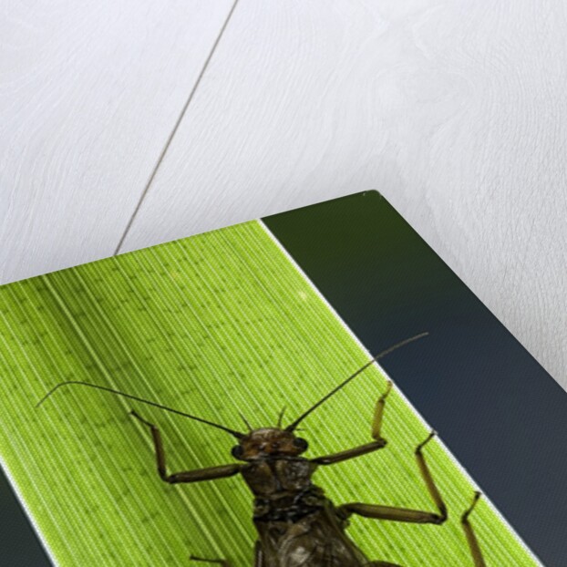 Perla maxima (stonefly) by Anonymous