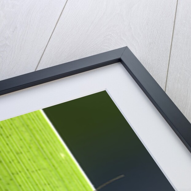 Perla maxima (stonefly) by Anonymous