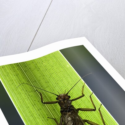 Perla maxima (stonefly) by Anonymous