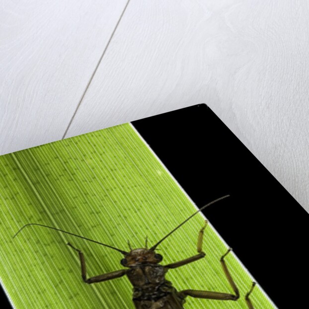 Perla maxima (stonefly) by Anonymous