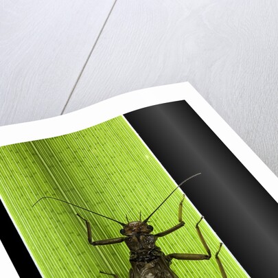 Perla maxima (stonefly) by Anonymous