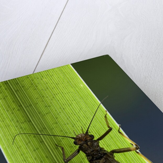Perla maxima (stonefly) by Anonymous