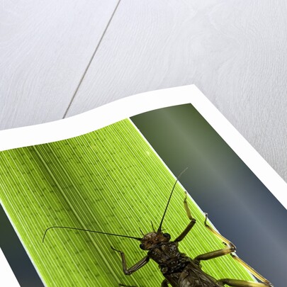 Perla maxima (stonefly) by Anonymous