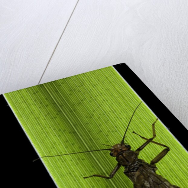 Perla maxima (stonefly) by Anonymous