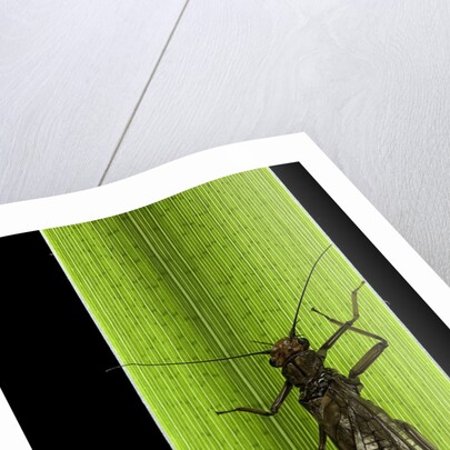Perla maxima (stonefly) by Anonymous