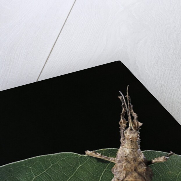Stick insect by Anonymous
