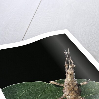 Stick insect by Anonymous