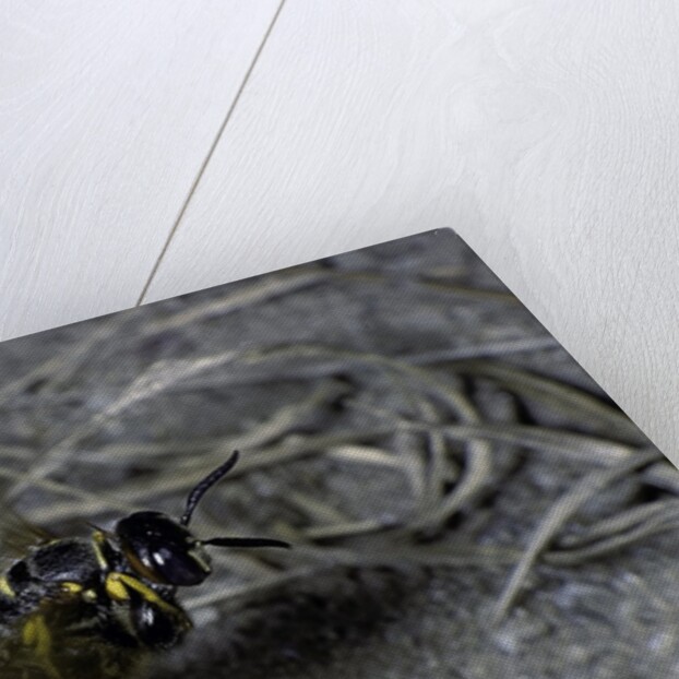 Philanthus triangulum (European beewolf, bee killer) - flying with its prey by Anonymous