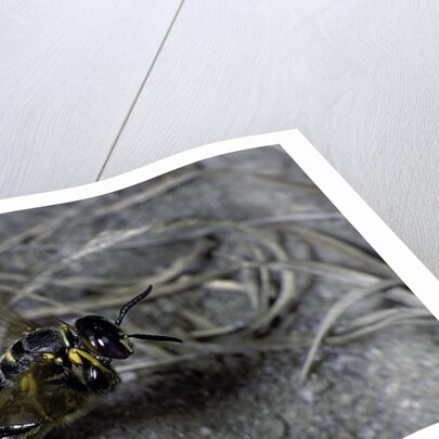 Philanthus triangulum (European beewolf, bee killer) - flying with its prey by Anonymous