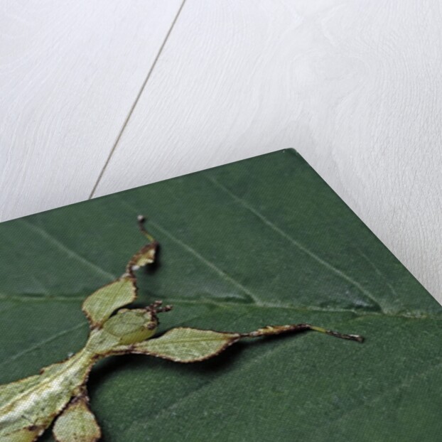 Phyllium giganteum (giant malaysian leaf insect, walking leaf) - larva by Anonymous