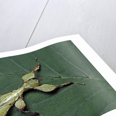 Phyllium giganteum (giant malaysian leaf insect, walking leaf) - larva by Anonymous