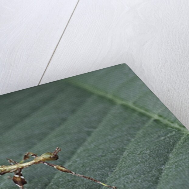 Phyllium giganteum (giant malaysian leaf insect, walking leaf) - larva by Anonymous