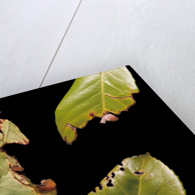 Phyllium giganteum (giant malaysian leaf insect, walking leaf) by Anonymous