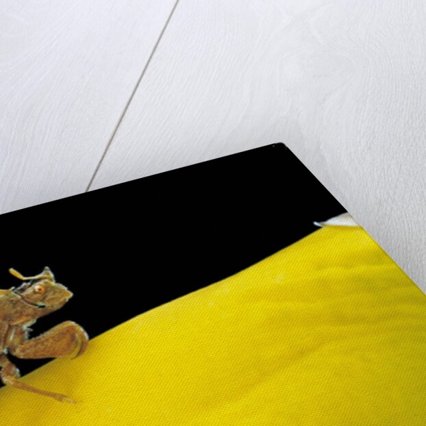 Phymata crassipes (assassin bug, thread-legged bug) by Anonymous