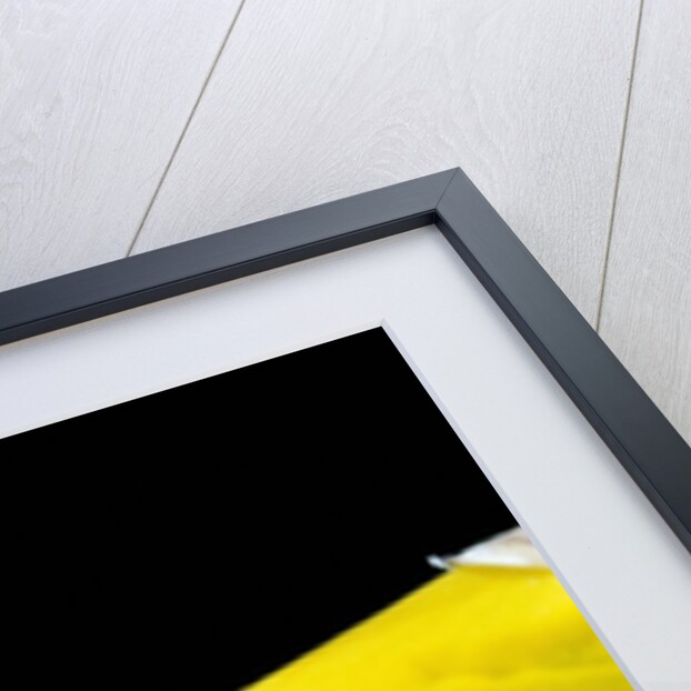 Phymata crassipes (assassin bug, thread-legged bug) by Anonymous