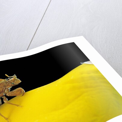 Phymata crassipes (assassin bug, thread-legged bug) by Anonymous