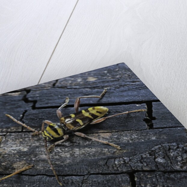 Plagionotus arcuatus (longhorn beetle) by Anonymous