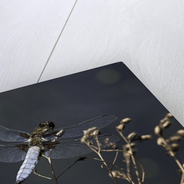 Libellula depressa (broad-bodied chaser) - male by Anonymous