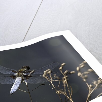 Libellula depressa (broad-bodied chaser) - male by Anonymous