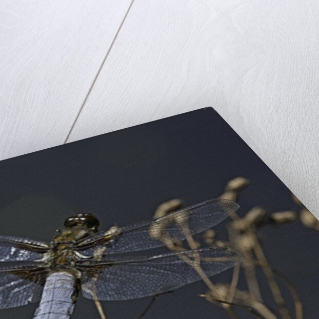 Libellula depressa (broad-bodied chaser) - male by Anonymous