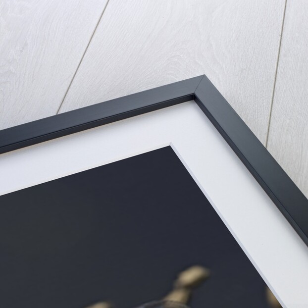 Libellula depressa (broad-bodied chaser) - male by Anonymous