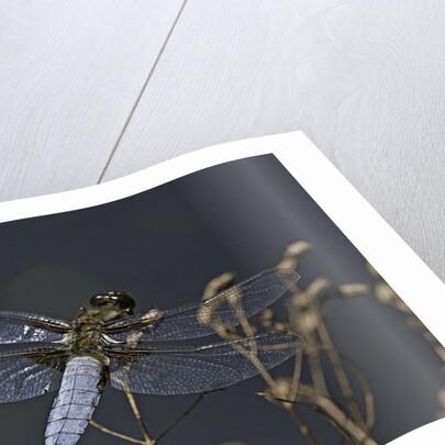 Libellula depressa (broad-bodied chaser) - male by Anonymous