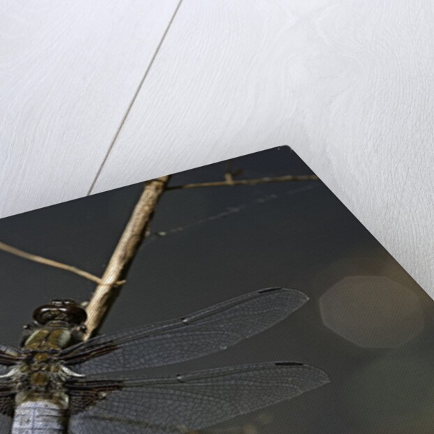 Libellula depressa (broad-bodied chaser) - male by Anonymous