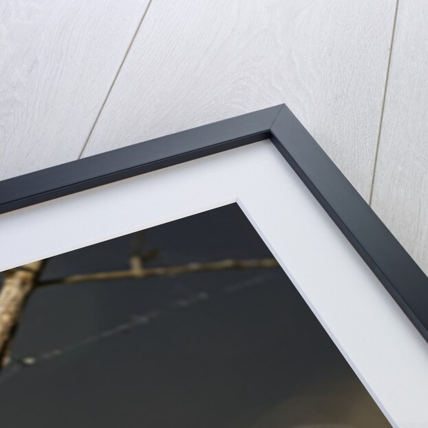 Libellula depressa (broad-bodied chaser) - male by Anonymous