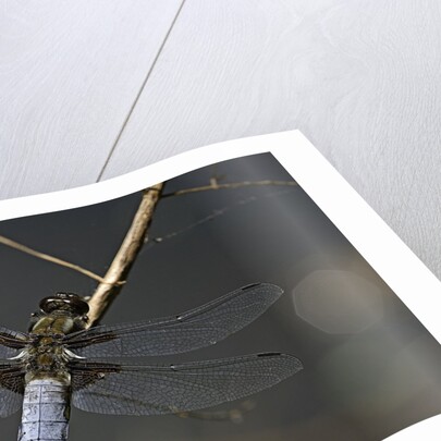 Libellula depressa (broad-bodied chaser) - male by Anonymous