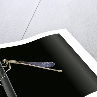 Platycnemis pennipes (white-legged damselfly) by Anonymous
