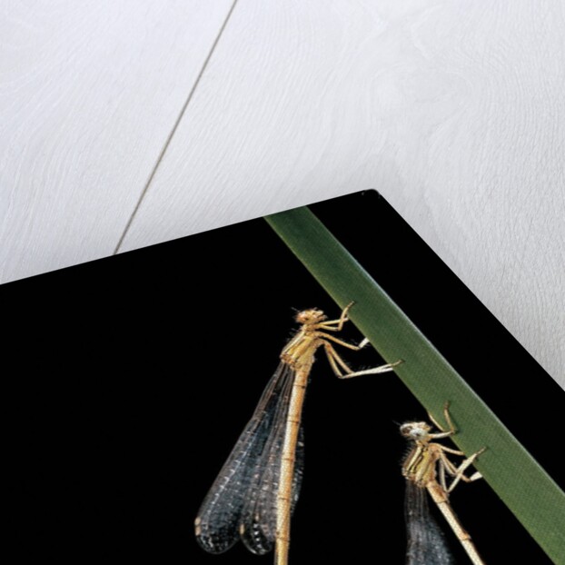 Platycnemis pennipes (white-legged damselfly) by Anonymous