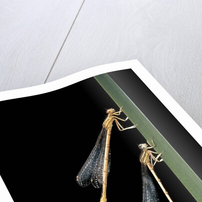 Platycnemis pennipes (white-legged damselfly) by Anonymous