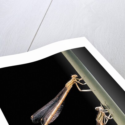 Platycnemis pennipes (white-legged damselfly) by Anonymous