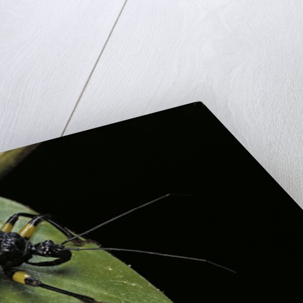 Platymeris biguttatus (assassin bug) by Anonymous