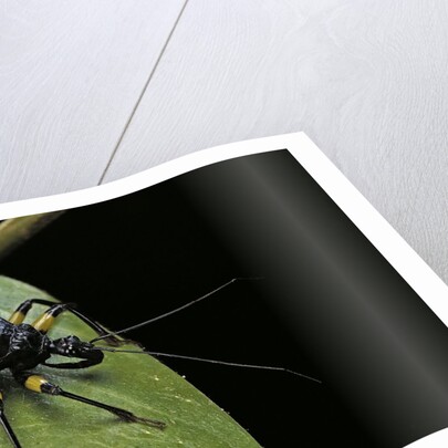 Platymeris biguttatus (assassin bug) by Anonymous