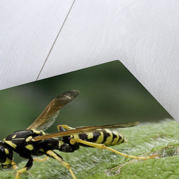 Polistes dominula (european paper wasp) by Anonymous