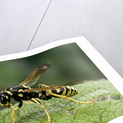 Polistes dominula (european paper wasp) by Anonymous