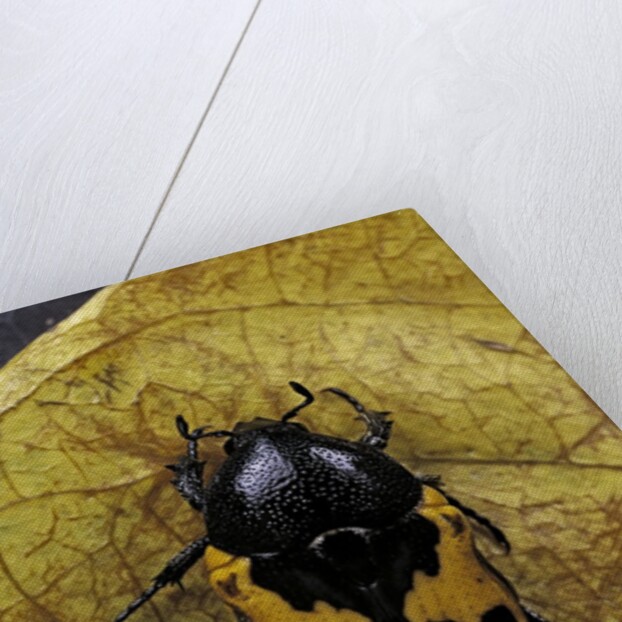 Polybaphes sanguinolenta (flower chafer) by Anonymous